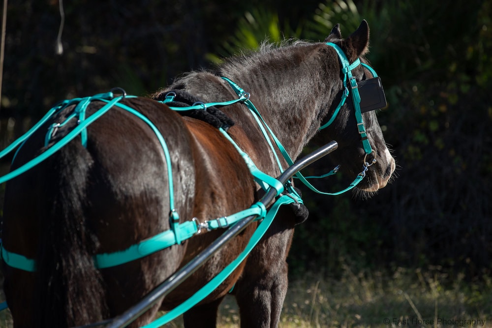 DRAFT HORSE Size Beginner Teal HARNESS made from Beta Biothane