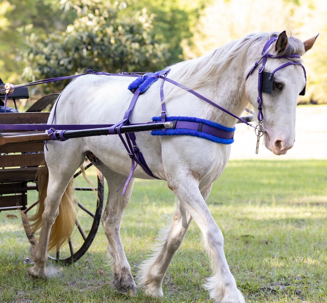 DRAFT HORSE Size Beginner Purple HARNESS Made From Beta - Etsy