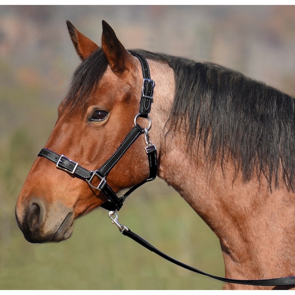 Warmblood Size** HALTER AND LEAD, Leather Buckle Nose Halter