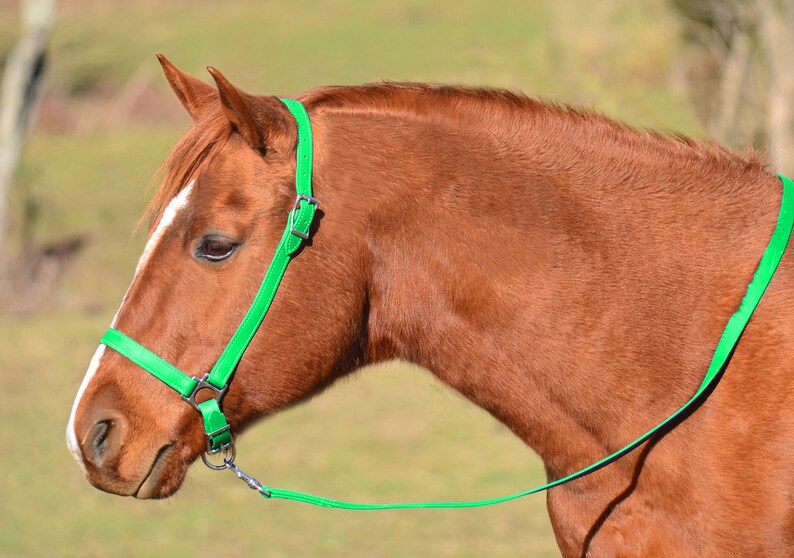 Draft Horse Size HALTER AND LEAD Beta Grooming Halter Etsy