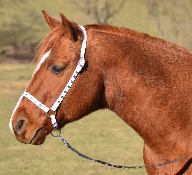 Mini Horse Size HALTER AND LEAD Bling Grooming Halter Etsy