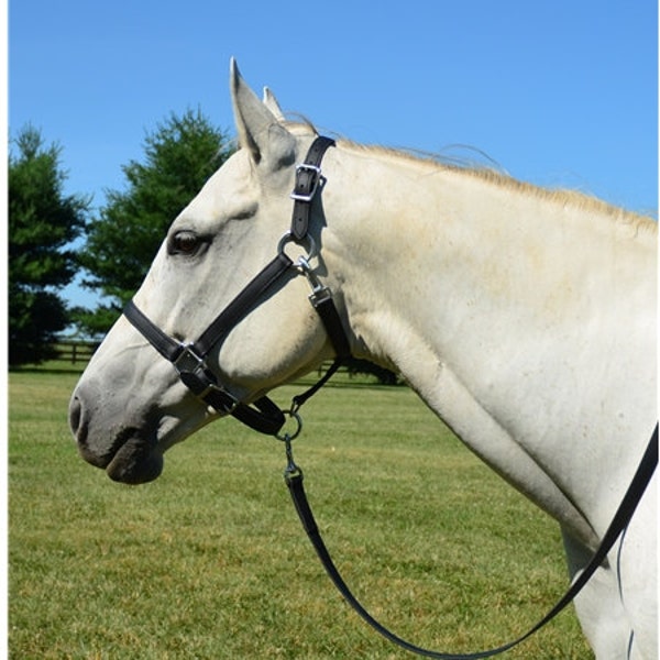 Warmblood Size** HALTER & LEAD, Leather Turnout