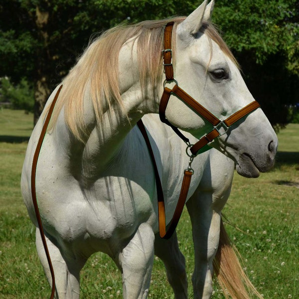 Draft Horse Size** HALTER & LEAD Beta Biothane Turnout