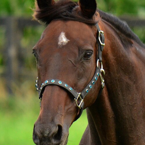 Horse Sizeturnout HALTER Bling Beta Biothane Etsy