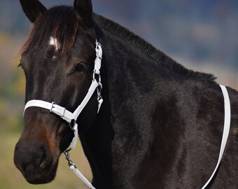 Cob Size**HALTER & LEAD, Buckle Nose Beta Biothane