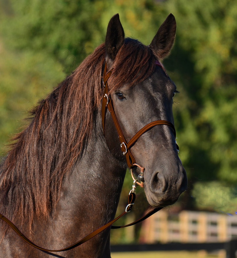 Cheval taille anglais Bridon & RÊNES fait de cuir Etsy