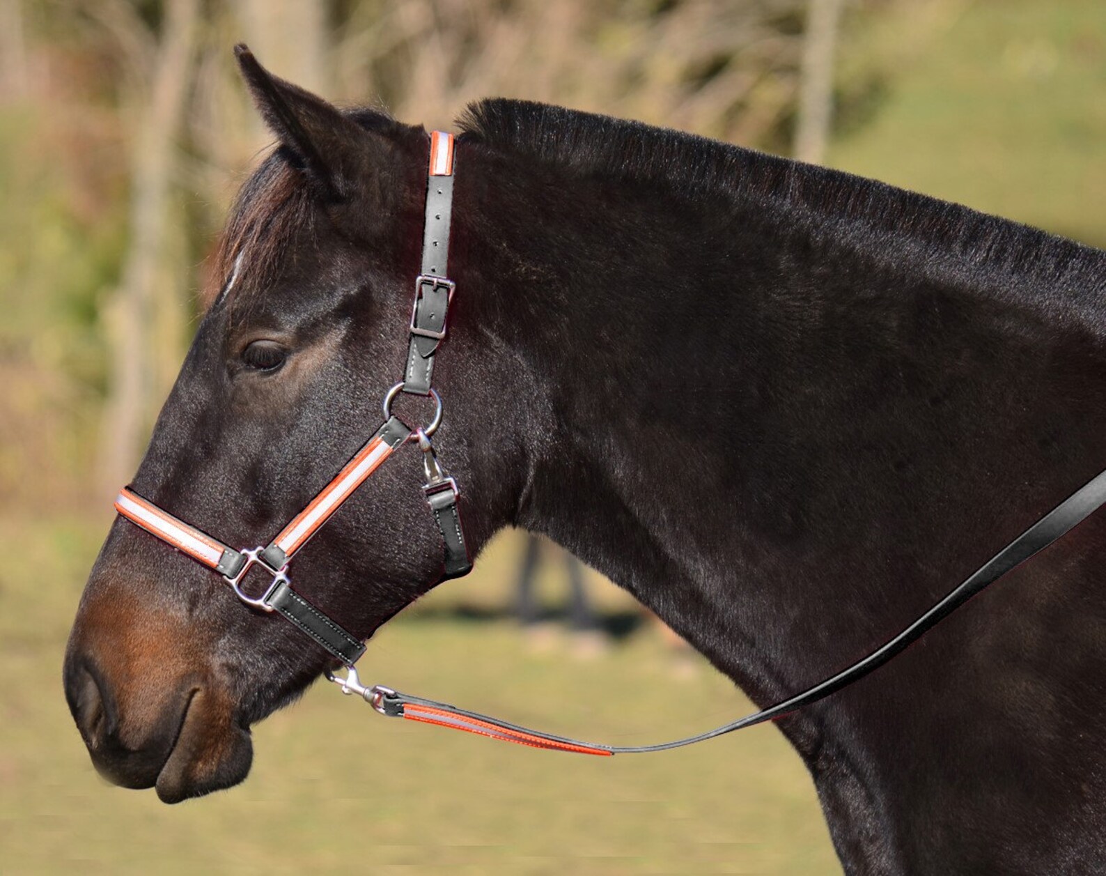 Horse Size HALTER & LEAD Reflective DayGlo Beta Biothane Etsy