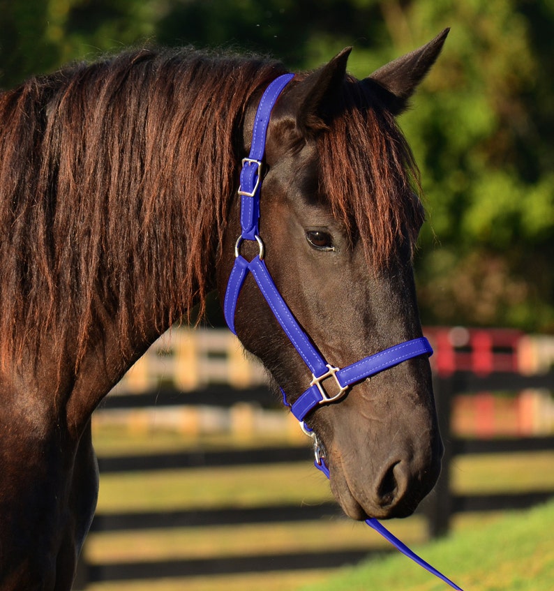 Mini Horse Size HALTER & LEAD Beta Biothane Turnout Etsy