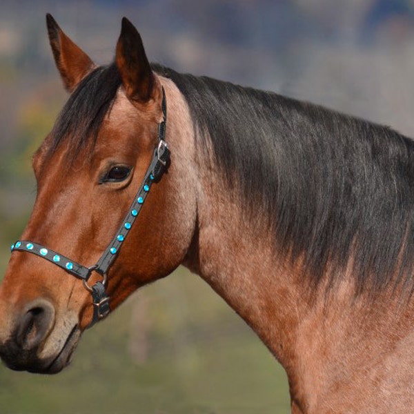 Warmblood Size** GROOMING HALTER, Beta Biothane with Bling