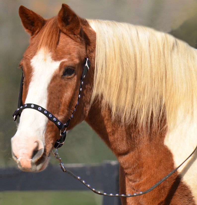 Mini Horse Size HALTER AND LEAD Bling Grooming Halter Etsy