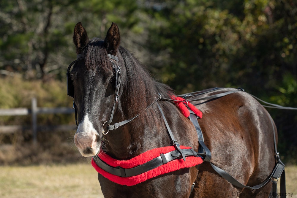 DRAFT HORSE Size Beginner HARNESS made from Beta Biothane