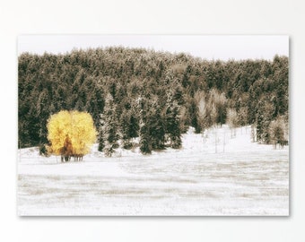 Colorado Wall Decor - Aspen Tree Photo Art, Autumn Leaves, Fall Landscape Print or Canvas Artwork