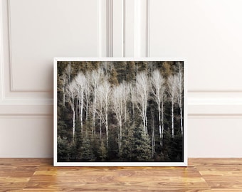 Wilderness Tree Landscape - Forest with Aspen Trees, Colorado Wall Art, Nature Photography Prints or Canvas Artwork