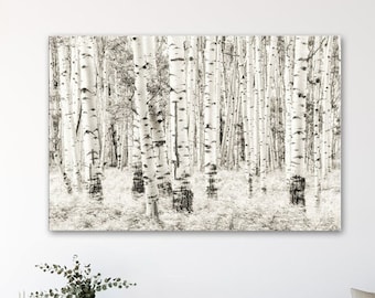 Black and White Aspen Tree Wall Art - Birch Grove, Colorado Landscape Prints or Canvas Artwork