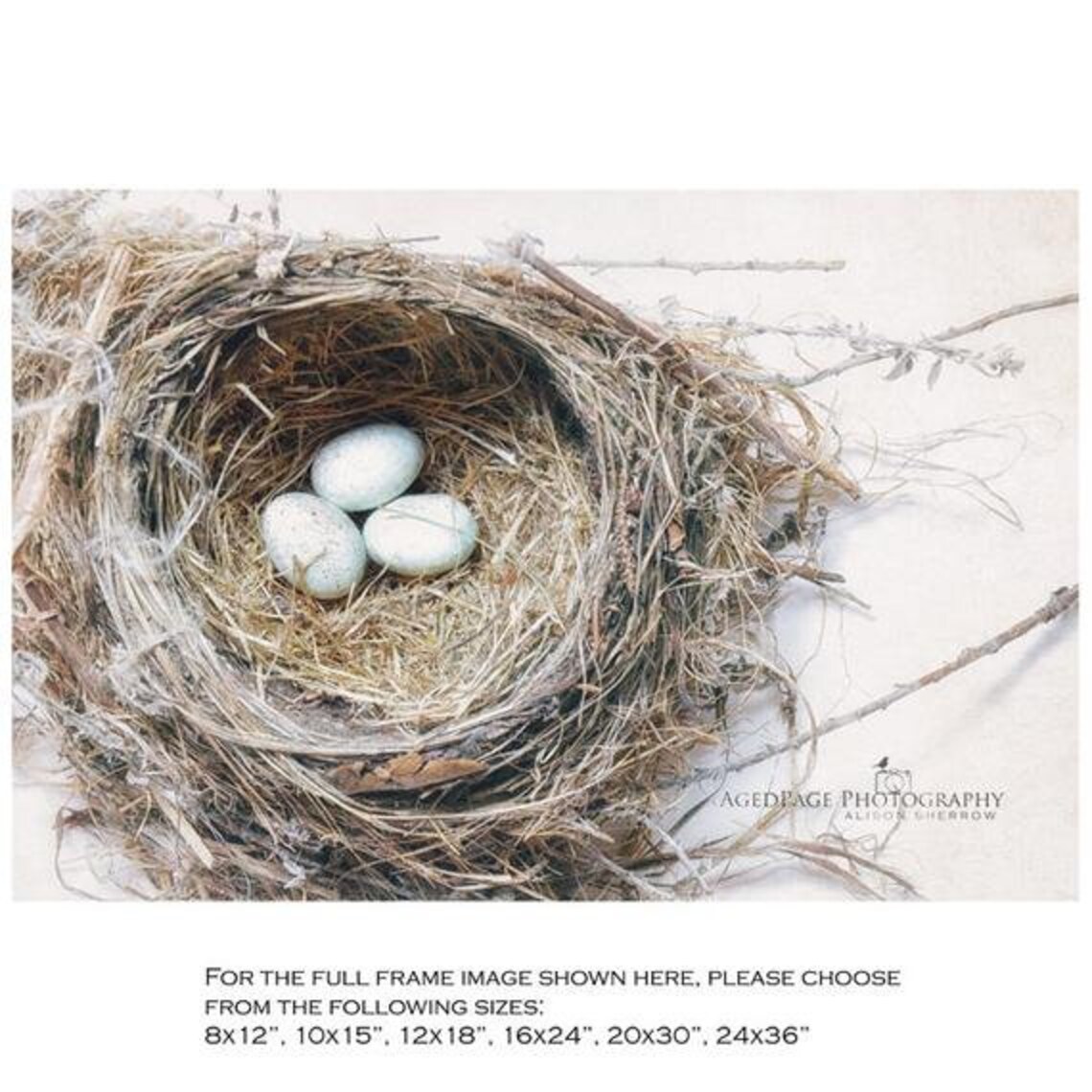 Bird Nest Canvas Art Farmhouse Chic Entryway Bedroom Wall Etsy