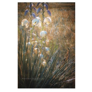 Cactus Botanical Wall Art - Southwestern Decor, Colorado Plant, Yucca Flowers Prints or Canvas Artwork