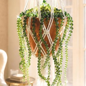 May include: A terracotta plant pot held by a white macrame hanger. The pot contains a trailing plant with long, cascading stems of small, translucent green beads that drape over the sides, creating a vibrant, textured display of greenery.