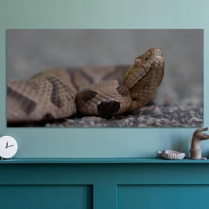 Portret węża miedziogłowego / Pobieranie cyfrowe / Grafika w wysokiej rozdzielczości