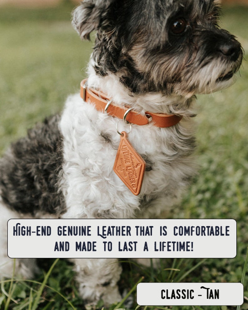 Personalized Leather Dog Collar dog collar leather dog collar personalized personalized dog rustic puppy collar cat collar dog collar CLASSIC - Tan