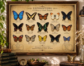 Vintage Butterfly Lepidoptera Chart Rolled Poster | Entomology Wall Art