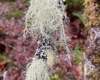 Freshly Foraged Usnea Lichen, Old Man's Beard, Ethically Sourced (0.5 oz)