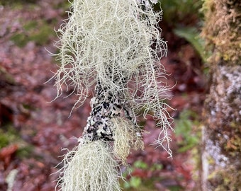 Usnea lichen old man’s beard freshly foraged & dried 2024 use in tinctures, salves, decoration half oz ounce .5 oz