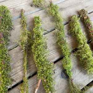 10 piece ~ Beautiful variety of moss sticks branches twigs from the PNW great for decoration crafts terrariums & DIY projects