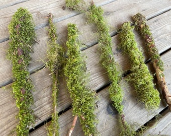 10 piece ~ Beautiful variety of moss sticks branches twigs from the PNW great for decoration crafts terrariums & DIY projects