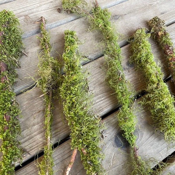 Twigs and Moss - Etsy