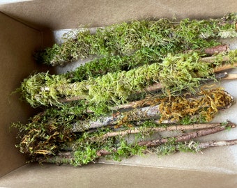 Palitos de musgo seco: ramitas recolectadas en el Pacífico Noroeste, terrario DIY - 20 piezas