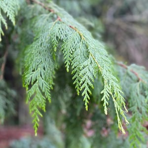 May include: Close-up of a vibrant green conifer branch with delicate, feathery needles. The branch extends diagonally across the frame, showcasing the intricate texture and natural beauty of the foliage. The background is blurred, emphasizing the detailed needles.