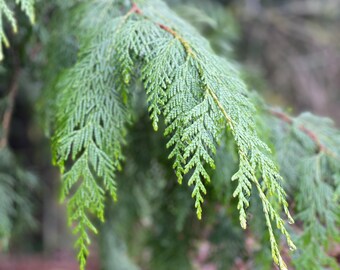 10 Western Red Cedar Branches: PNW Decor, Wreaths, Smudge Sticks