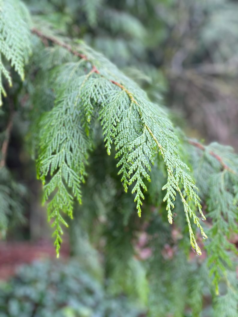 May include: Close-up of a vibrant green conifer branch with delicate, feathery needles. The branch extends diagonally across the frame, showcasing the intricate texture and natural beauty of the foliage. The background is blurred, emphasizing the detailed needles.