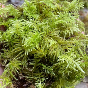 May include: Close-up of fresh, vibrant green moss. The moss has a delicate, textured appearance with small, needle-like leaves. The image showcases the natural beauty and detail of the plant, with varying shades of green and hints of brown.