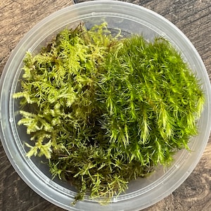 Live variety pack of 3 random types of moss for terrarium fairy gardens DIY Ethically foraged mood, cushion, fern, feather, sheet moss