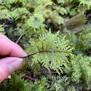 3 pc of Live unique stairstep stair step glitter moss Hylocomium Splendens for terrarium fairy gardens DIY Ethically foraged fern feather image 1