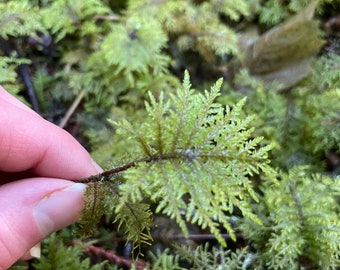Musgo escalonado: Hylocomium splendens para terrarios y jardines de hadas
