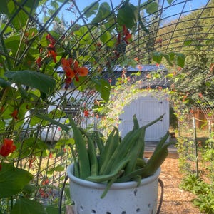 20 Scarlett Emperor Runner Bean seeds Heirloom organic non GMO
