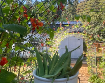 20 semillas de frijol emperador Scarlett, reliquia orgánica sin OMG