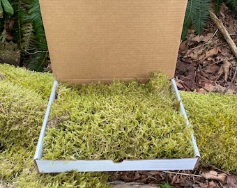 SOLO POR TIEMPO LIMITADO: Lámina de musgo de 13x10 cm recién recolectada de las ramas de nuestro arce. Ideal para terrarios caseros, kokedamas, etc.