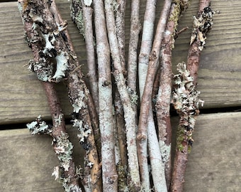 Ramitas de liquen: 20 piezas de ramas naturales recolectadas, suministros para jardines de hadas DIY