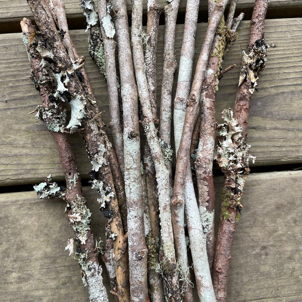 20 piece random variety of dried dry lichen sticks twigs decor DIY terrarium fairy furniture crafts foraged in the PNW