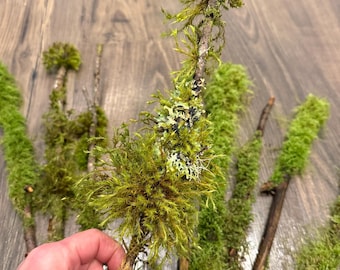 Palitos de musgo: ramas del noroeste del Pacífico para terrarios y manualidades (10 piezas)
