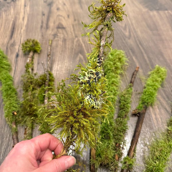 Palitos de musgo: ramas del noroeste del Pacífico para terrarios y manualidades (10 piezas)