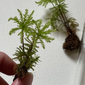 May include: Close-up of two small, green plants with feathery leaves and brown roots. The plants are held against a white background. The plants appear to be a type of moss or miniature foliage, possibly for terrariums or crafts.