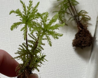 Palm tree like moss menzie’s tree umbrella moss perfect for terrariums vivariums fairy gardens etc