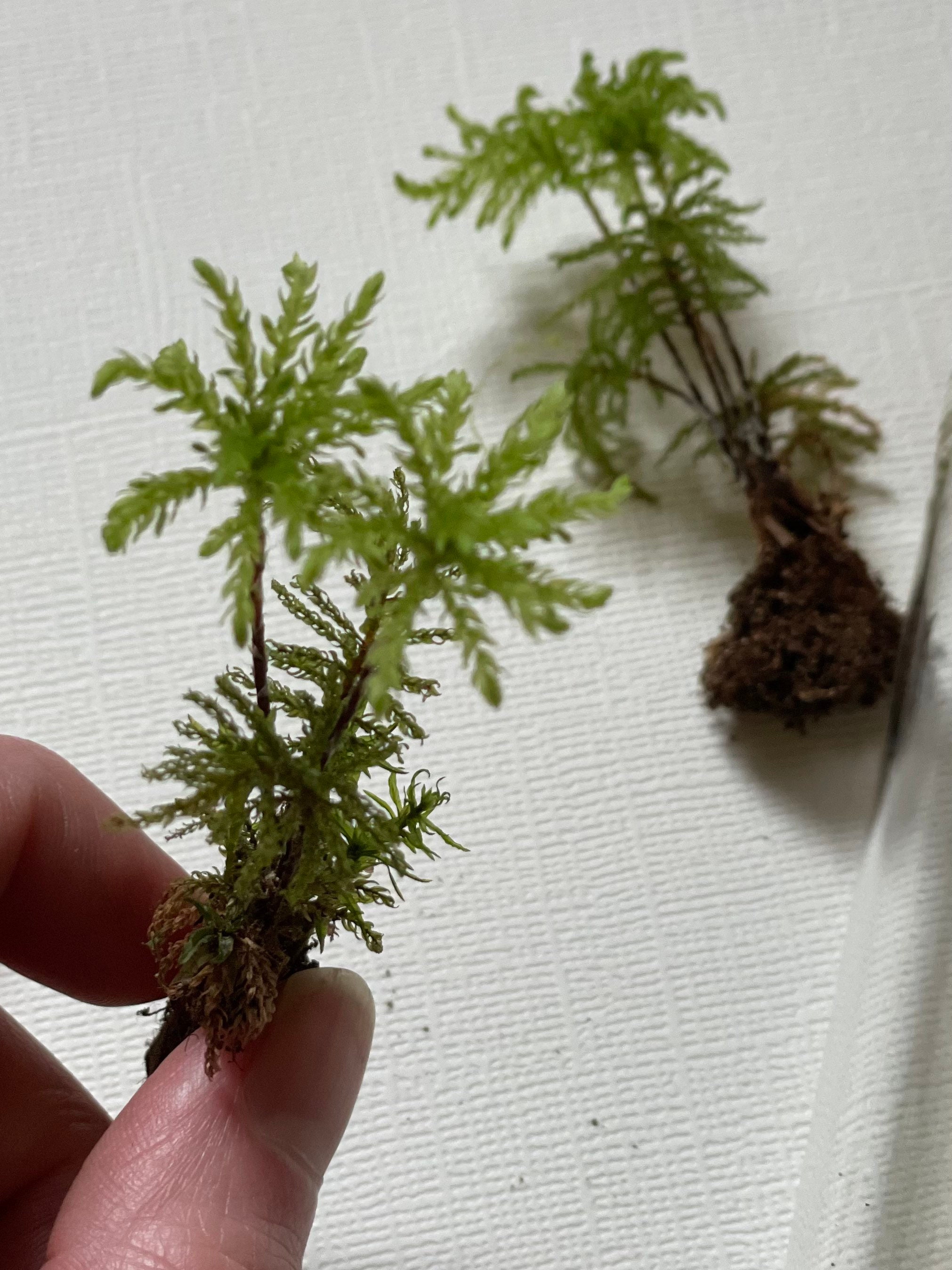 Menzies' Palm Tree Moss for Terrariums & Fairy Gardens