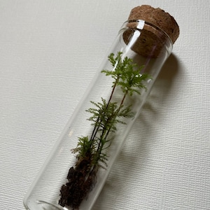 Palm tree like moss menzies umbrella moss terrarium glass jar vial mini forest