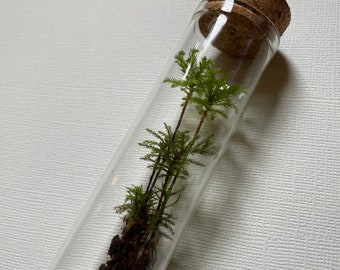 Palm tree like moss menzies umbrella moss terrarium glass jar vial mini forest