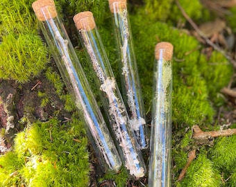 Muestra de liquen seco: ramita recolectada en el Noroeste del Pacífico en un frasco de vidrio